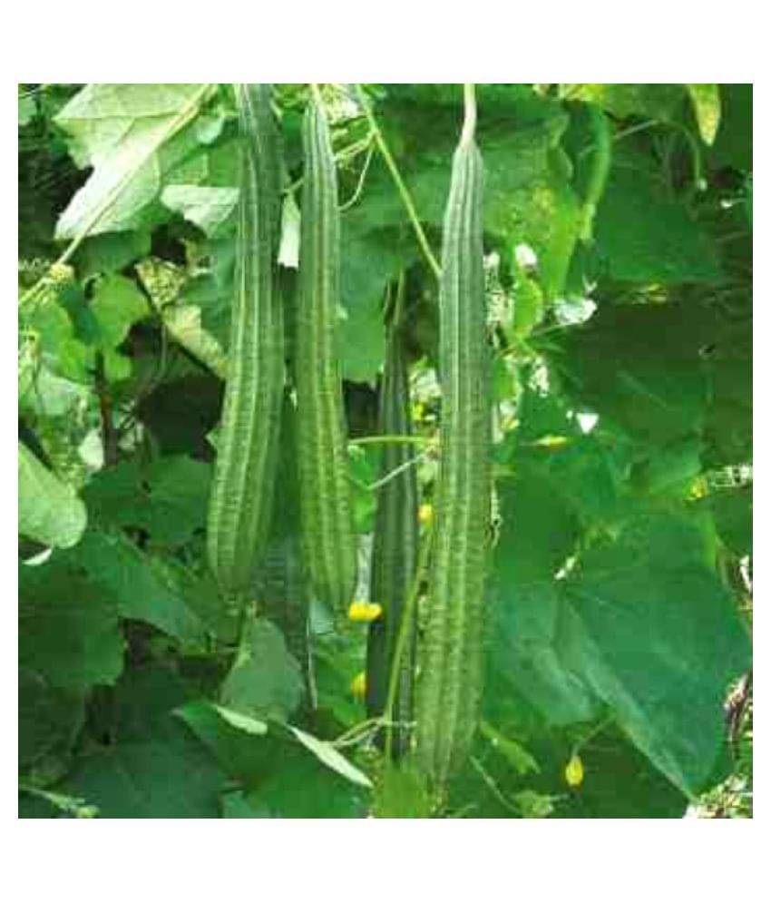     			Hybrid F1 Ridge Gourd Organic Vegetables 20 seeds For Home Garden Pack