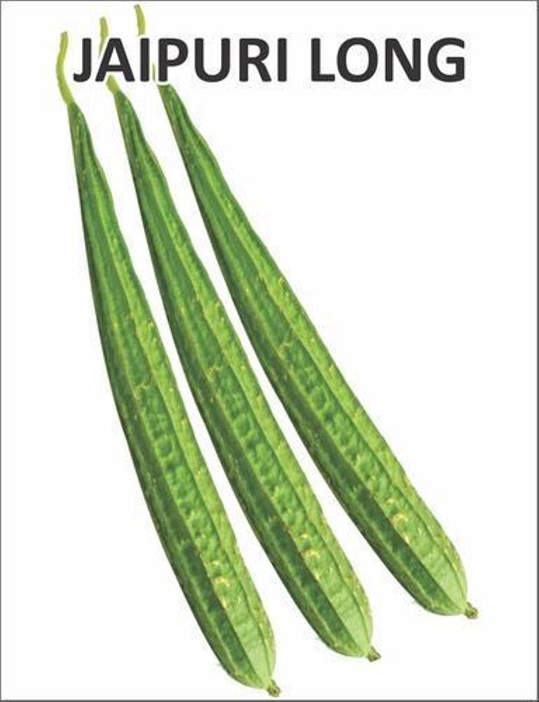 Ridge Gourd Jaipur Long, Turee seeds, Cucurbits Vegetable 20 Seeds Ridge Gourd Jaipur Long, Turee seeds, Cucurbits Vegetable 20 Seeds