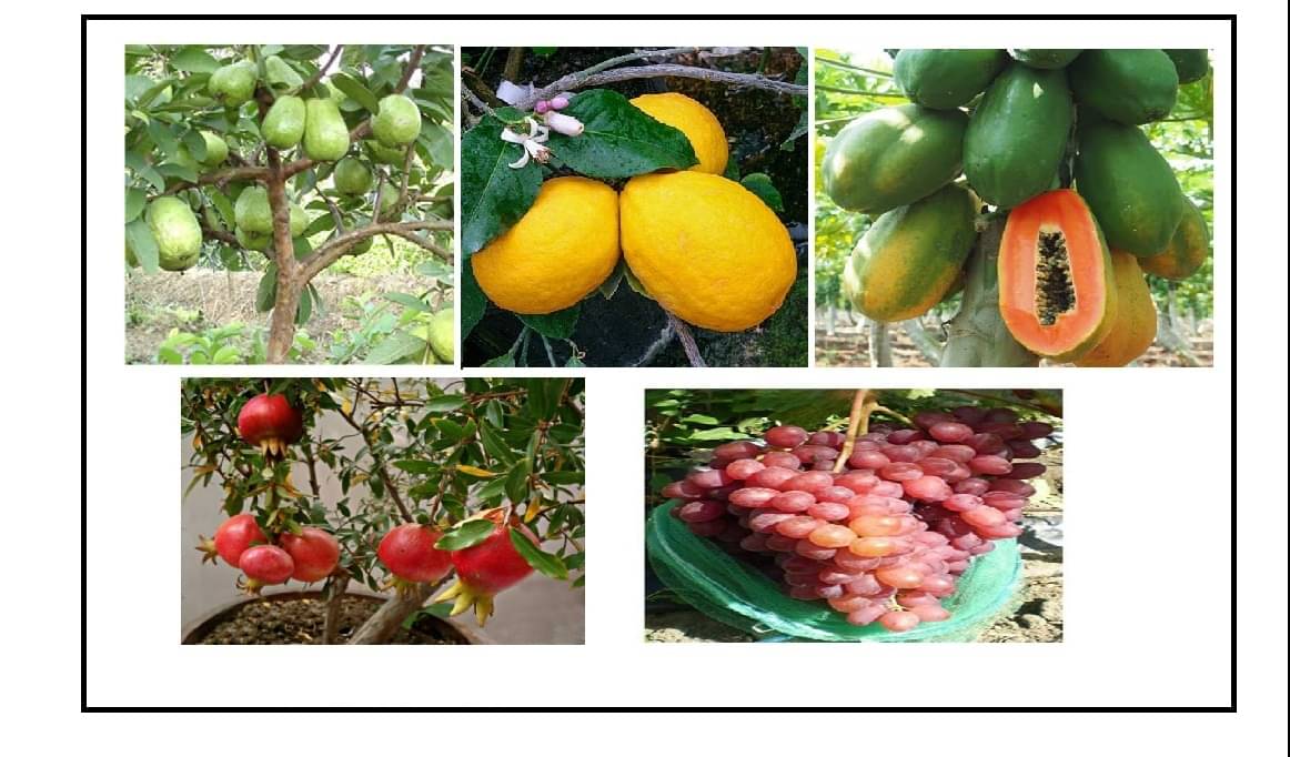 DWARF 5 FRUIT SEEDS COMBO FOR HOME GARDENING 10-10 SEEDS OF EACH 1 WITH COCOPEAT AND MANUAL DWARF 5 FRUIT SEEDS COMBO FOR HOME GARDENING 10-10 SEEDS OF EACH 1 WITH COCOPEAT AND MANUAL