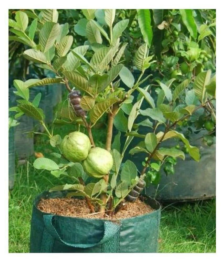 Giant Thailand Guava Seeds - Fruit Plant Seeds - 100 - seed + cocopeat soil