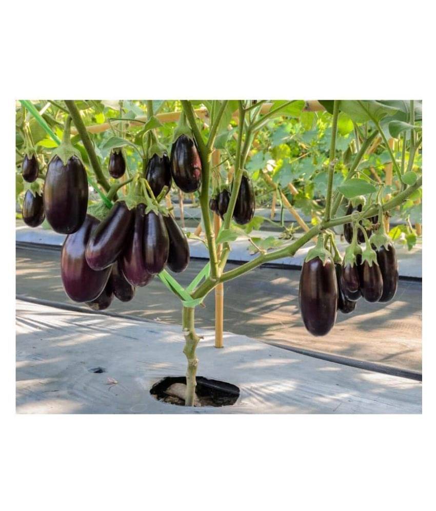     			Joycity Brinjal Purple long Organic Vegetable Seeds (100 seeds)