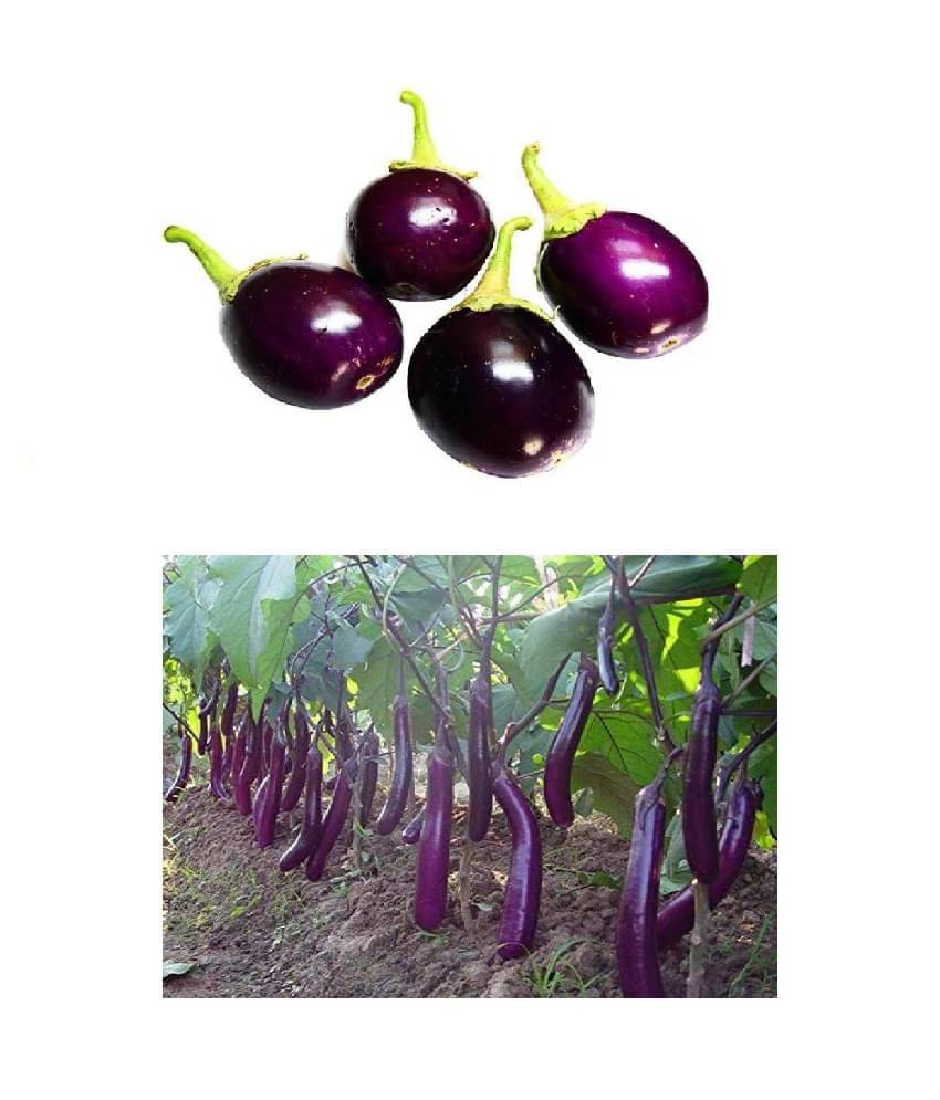 F1 HYBRID BRINJAL PURPLE LONG AND ROUND 50-50 SEEDS PACK AND MANUAL     			F1 HYBRID BRINJAL PURPLE LONG AND ROUND 50-50 SEEDS PACK AND MANUAL