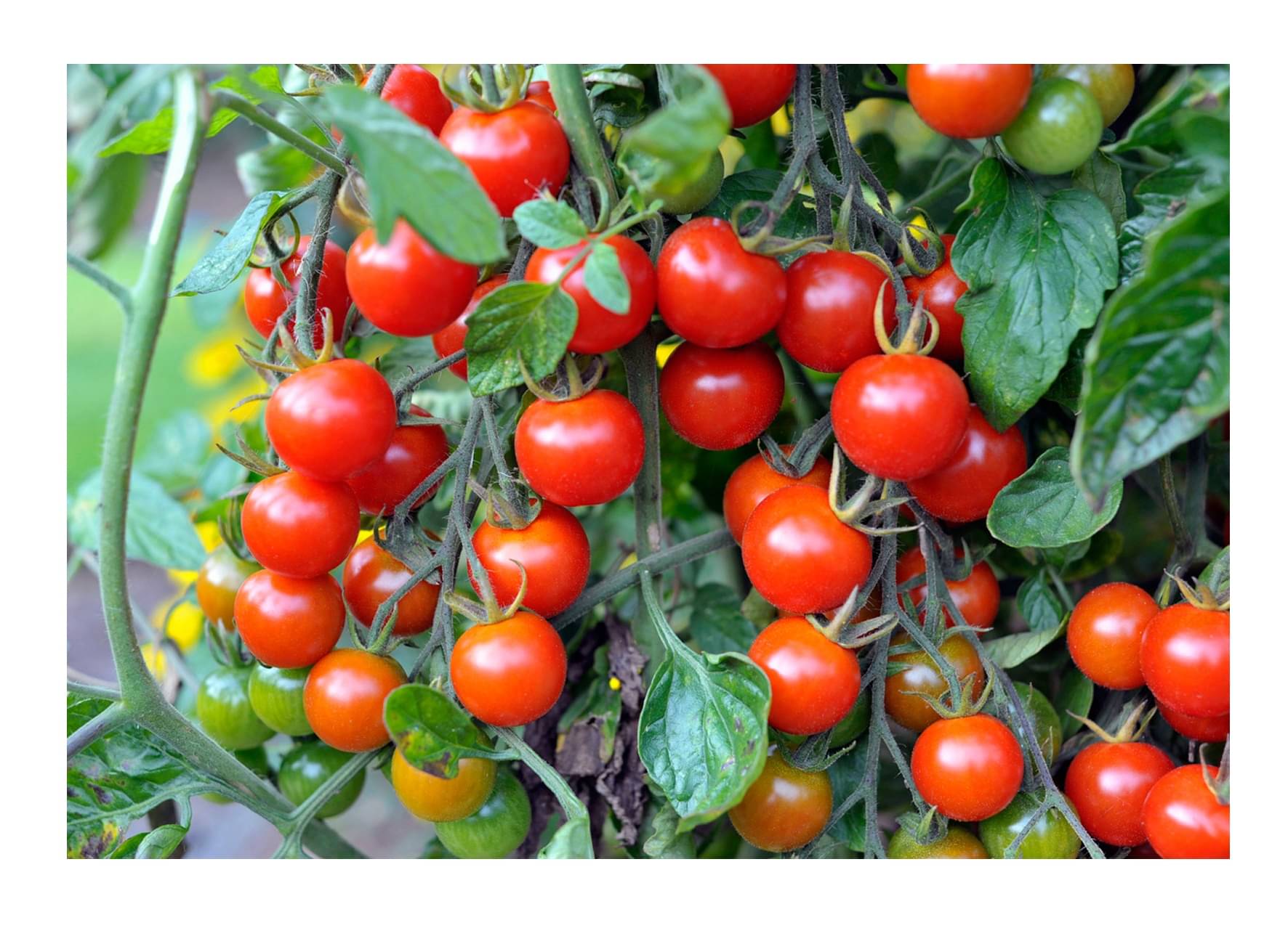     			HYBRID RED ROUND TOMATO 100 SEEDS PACK WITH INSTRUCTION MANAUL