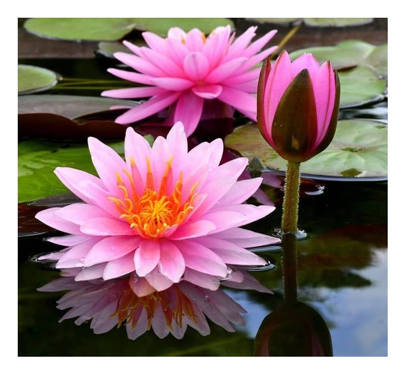 RARE SUNNY RED WATER LILY 10 SEEDS PACK WITH MANUAL RARE SUNNY RED WATER LILY 10 SEEDS PACK WITH MANUAL