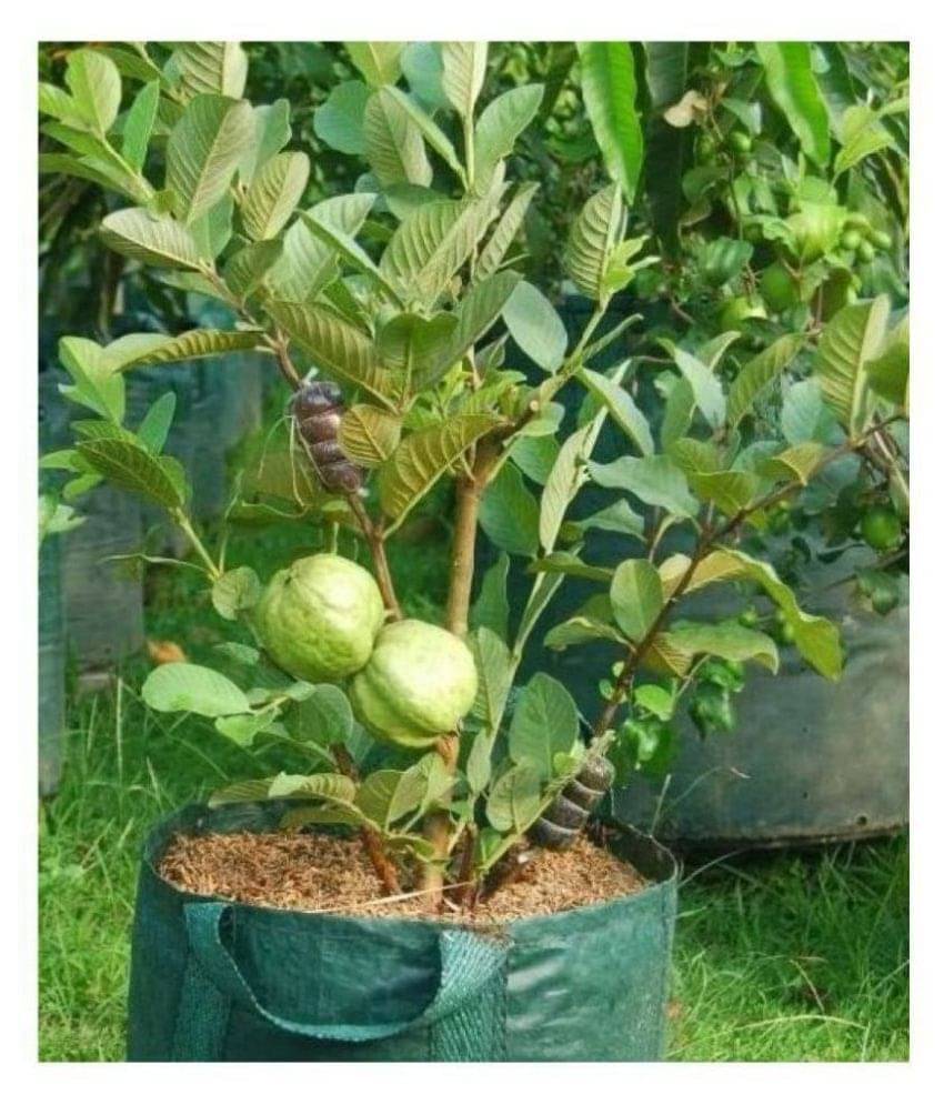 WHITE GUAVA 100 SEEDS PACK WITH COCOPEAT AND MANUAL WHITE GUAVA 100 SEEDS PACK WITH COCOPEAT AND MANUAL