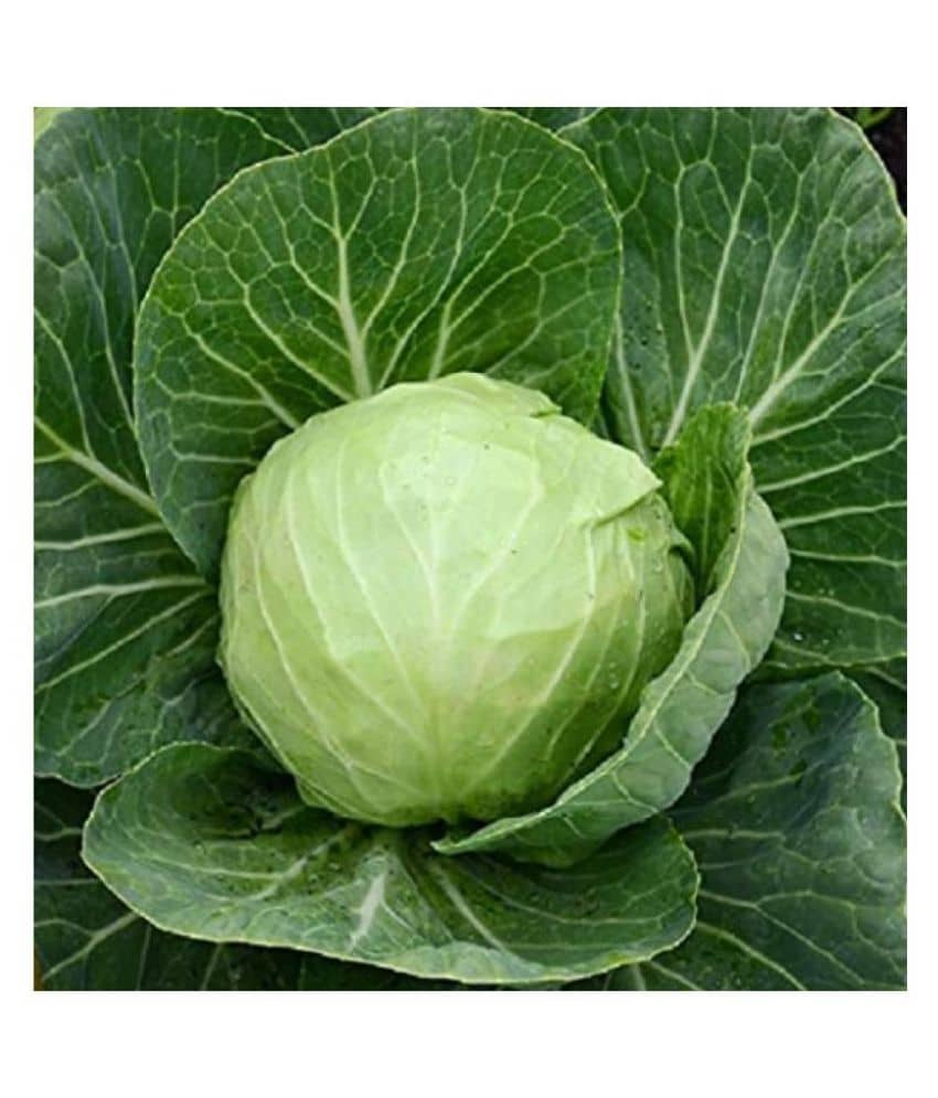 homeagro Cabbage hybrid Vegetable Seeds - 50 Seeds Pack