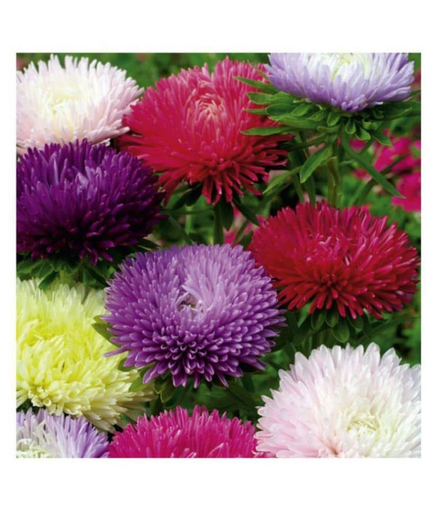 ASTER PRINCESS MIX FLOWER SEEDS - PACK OF 40 SEEDS