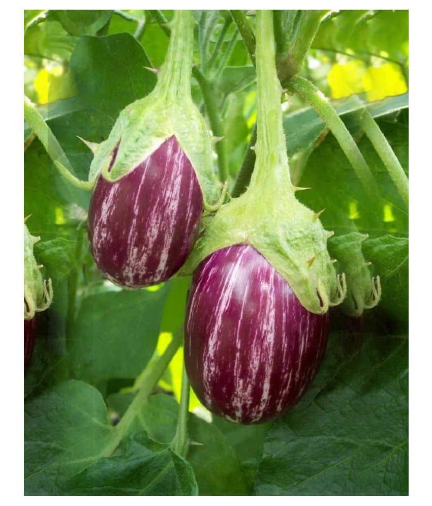 BRINJAL Seeds, F1 Hybride ( 50 seeds)