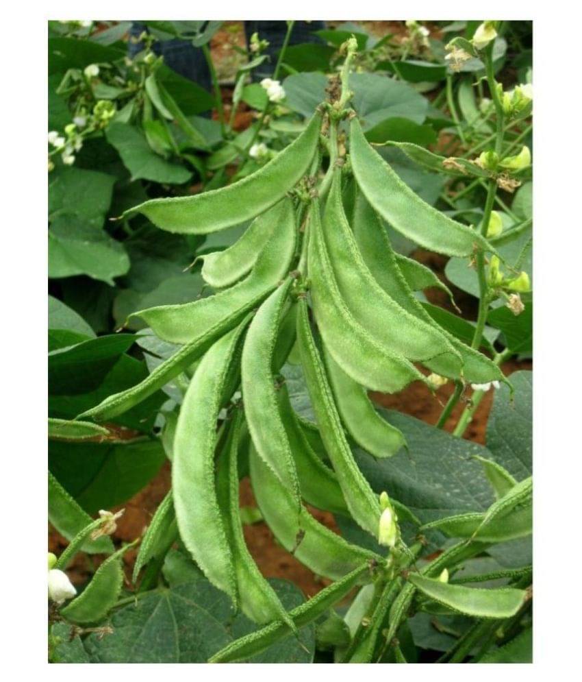 High Yield Lablab Seeds Hybrid Creeper - Beans ( 30 seeds ) High Yield Lablab Seeds Hybrid Creeper - Beans ( 30 seeds )