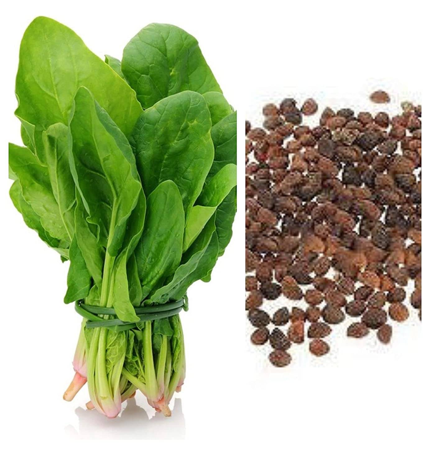 das Garden Desi Palak Spinach Seeds (Leafy vegetable) for home, Balcony, Roof Top, Kitchen Garden, Pack of 200 Seeds das Garden Desi Palak Spinach Seeds (Leafy vegetable) for home, Balcony, Roof Top, Kitchen Garden, Pack of 200 Seeds