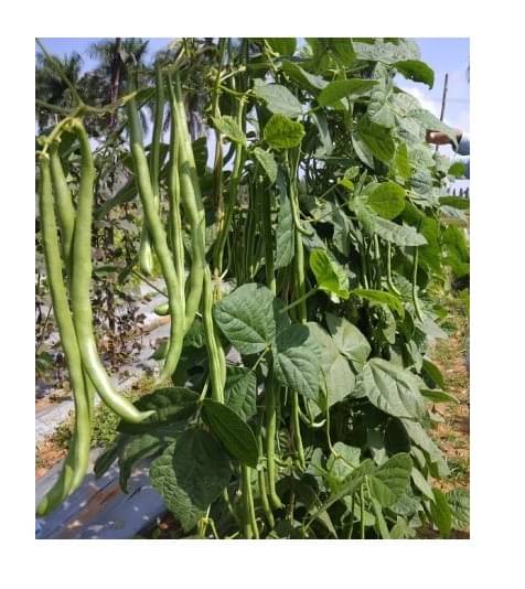     			French bean 25 seeds pack or your garden high gremination seeds with manual