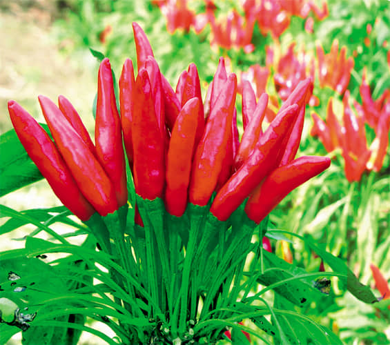 Hybrid F1 Green Chilli Seeds-50 seeds