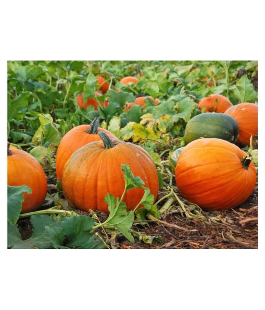 Organic Pumpkin Seeds ( 40 Seeds)