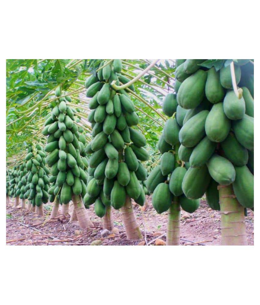 Red Lady Papaya Seeds - Pack of 40 Seeds + Instruction Manual