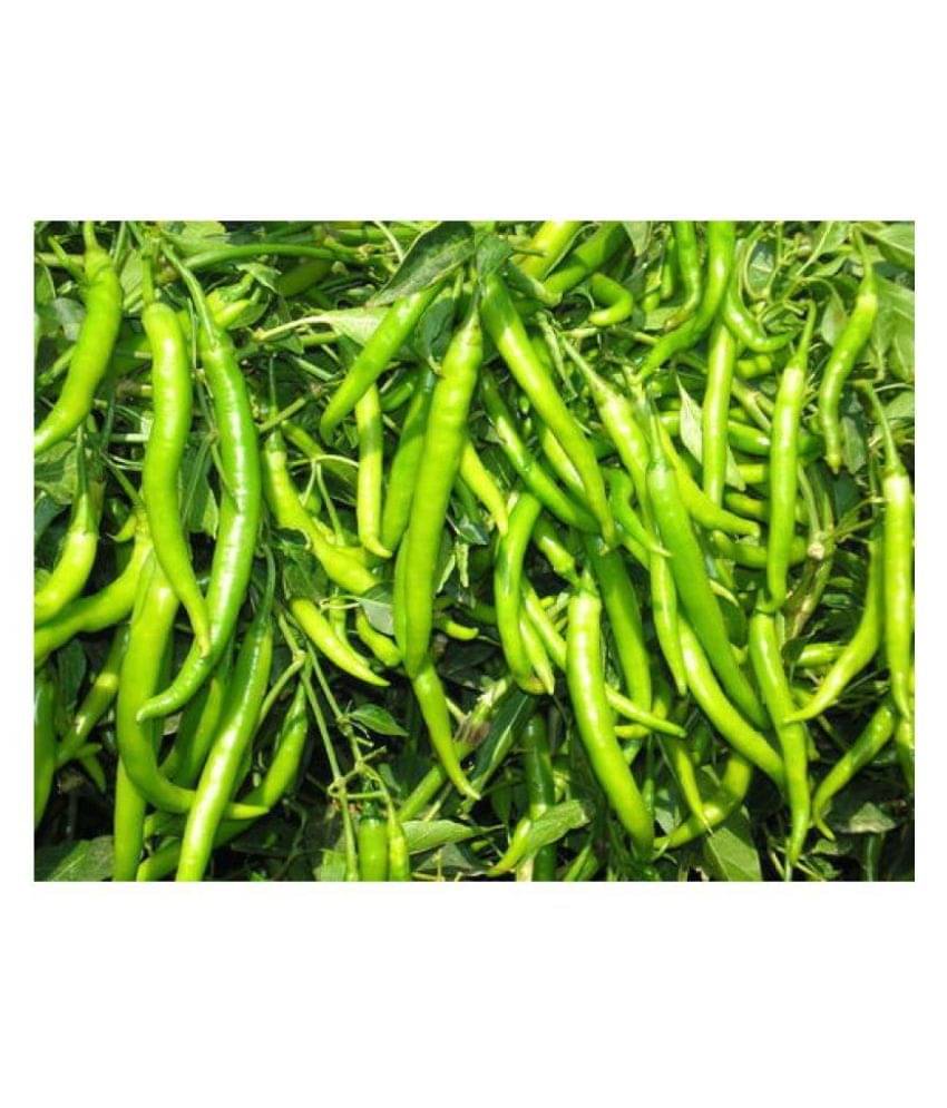 Gardens Indoor Dwarf Hybrid Vegetable Chilli SeedS(50 per packet) Gardens Indoor Dwarf Hybrid Vegetable Chilli SeedS(50 per packet)