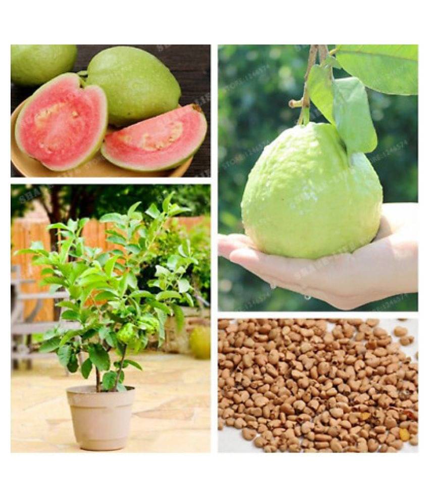     			Golden Hills Farm Dwarf Sweet White Guava/Psidium guajava Fast Growing 50 seeds