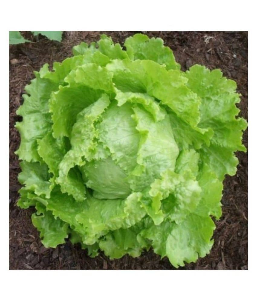 Lettuce Green (Salad Patta) English Vegetables Seeds - Pack of 100 Seeds