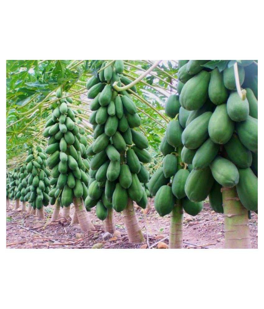     			Papaya Seeds thai big red Variety Dwarf Fruit 50 seeds + Instruction Manual