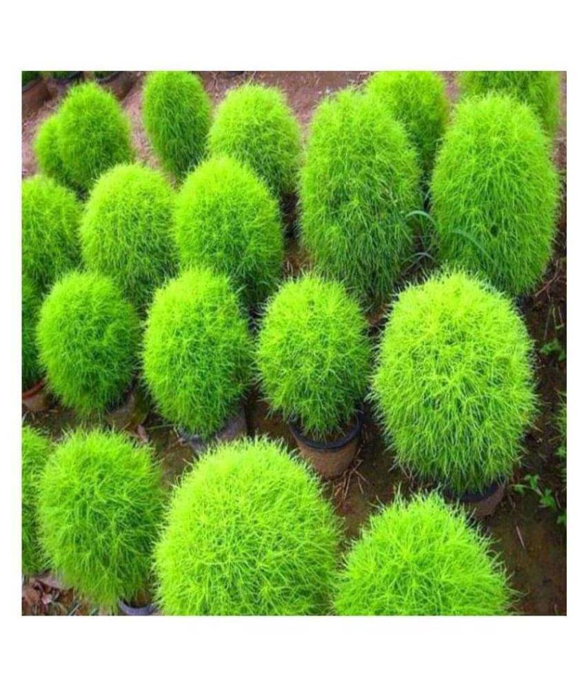 Recron Seeds Kochia Plant, Burning Bush - Foliage Plant 30 Seeds Recron Seeds Kochia Plant, Burning Bush - Foliage Plant 30 Seeds