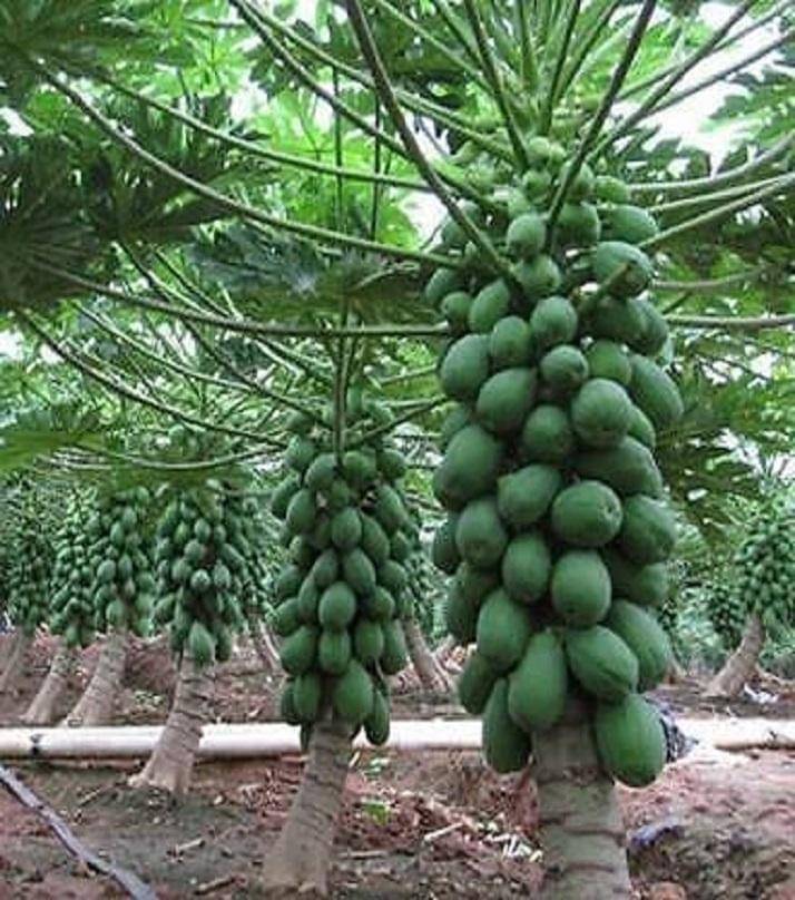 Dwarf Papaya F1 Hybrid Fruit Seeds 50 Seeds Dwarf Papaya F1 Hybrid Fruit Seeds 50 Seeds