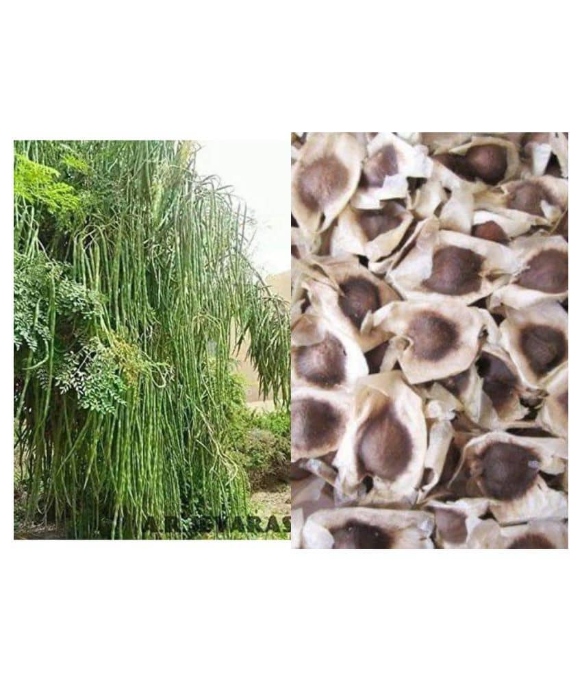 Organic Moringa Drumstick Seeds (Saijan ki Phalli, Saragavo) | pack of 15 seeds