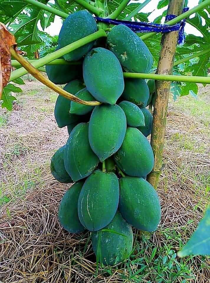 organic Desi Papaya Fruit Seeds 50 Seeds