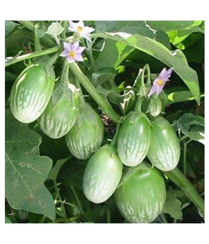 BRINJAL Seed, F1 Hybride (50 seeds)
