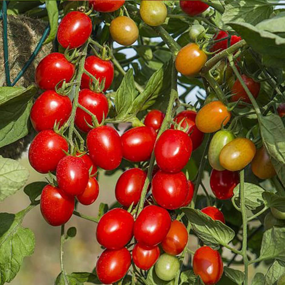 Indo American Tomato Vegetables 50 seeds