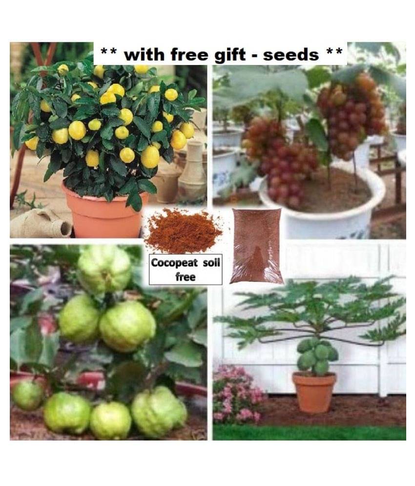 Fruit seeds combo pack of ( papaya,grapes,lemon,white guava ) 10-10 seeds of each 1 with free coco peat and user manaul Fruit seeds combo pack of ( papaya,grapes,lemon,white guava ) 10-10 seeds of each 1 with free coco peat and user manaul