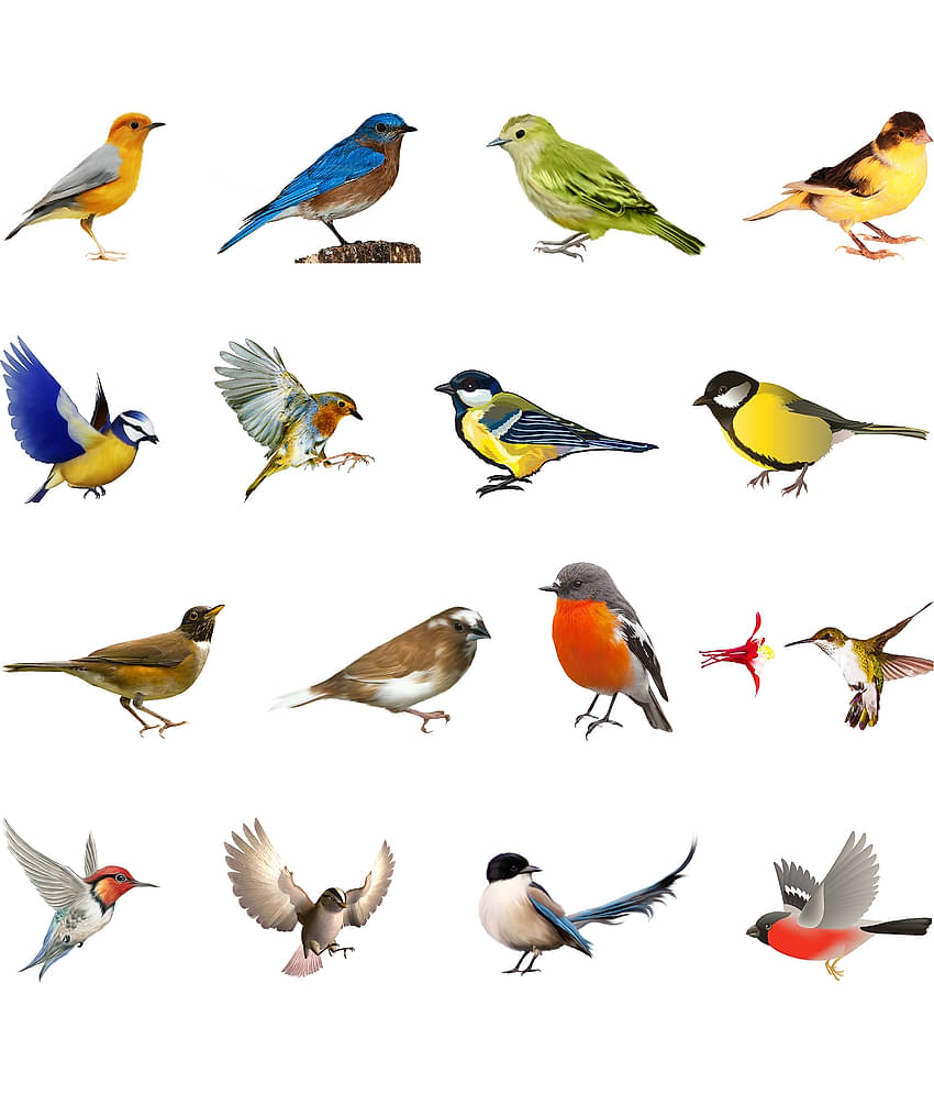 WallDesign Colorful Natural Birds-Big Vinyl Switch Board Sticker - Pack of 16