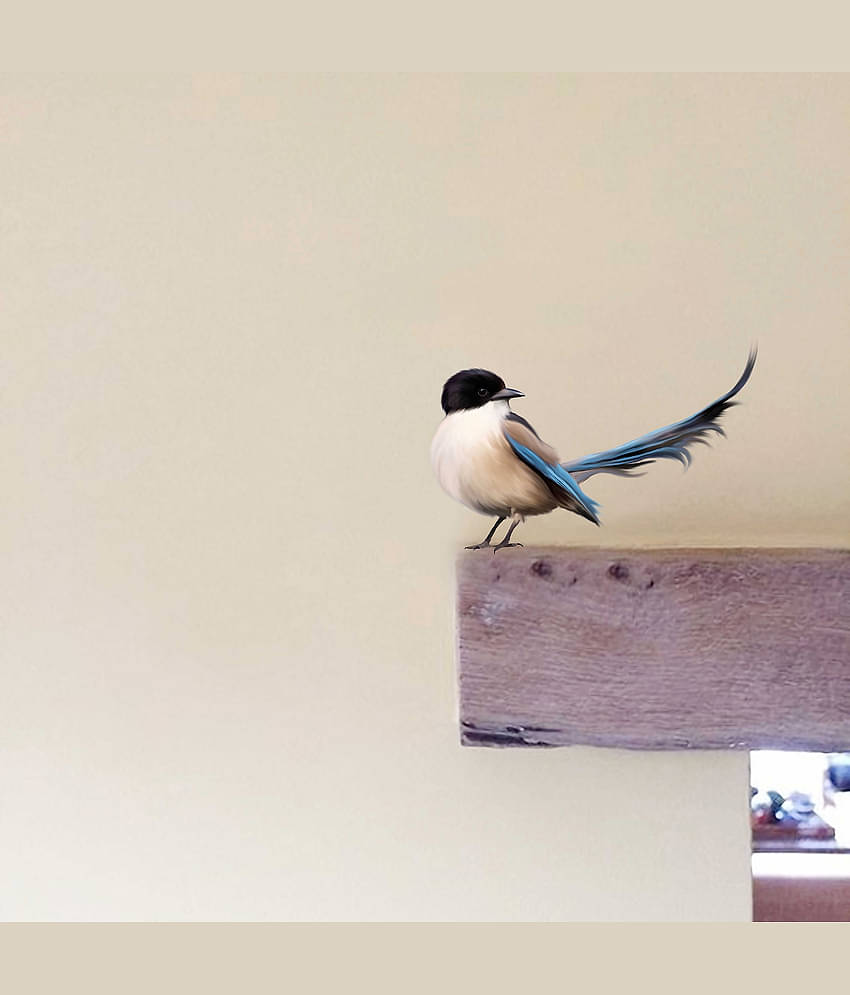 WallDesign Colorful Natural Birds-Big Vinyl Switch Board Sticker - Pack of 16