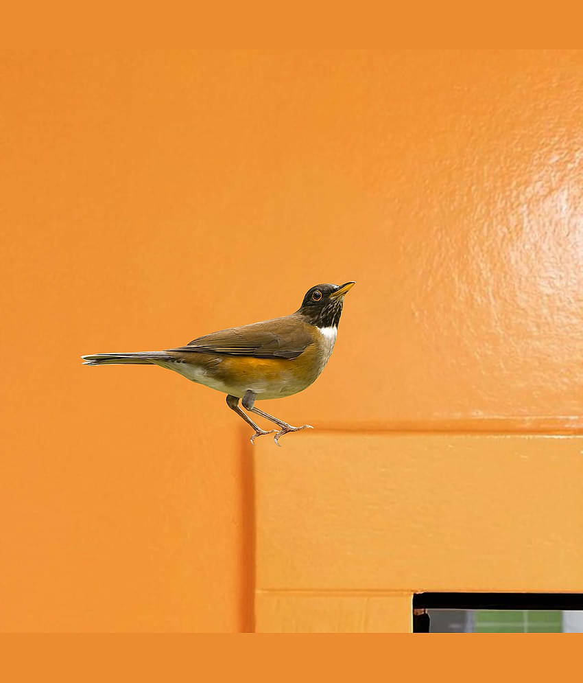 WallDesign Colorful Natural Birds Sticker Vinyl Switch Board Sticker - Pack of 16