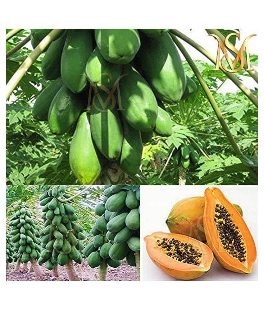     			MS HQ Papaya Seed / Seeds 50