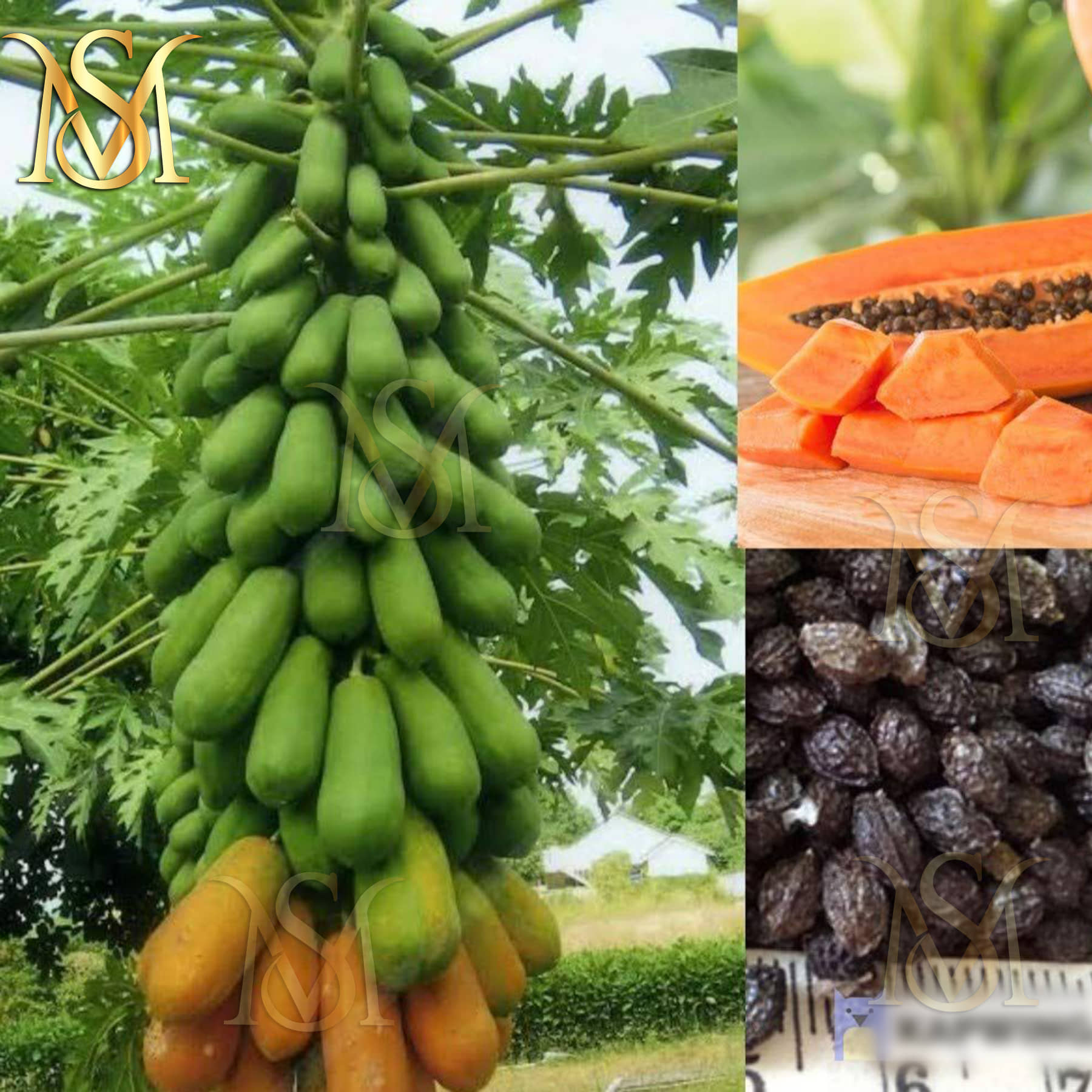 MS HQ Papaya Seed / Seeds 50