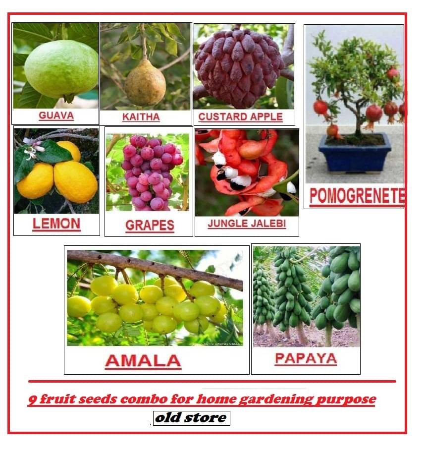 9 fruit seeds ( JUNGLE JALEBI AMLA GUAVA GRAPES PAPAYA LEMON ANAR RED SHALIFA KAITHA) 10-10 SEEDS OF EACH ONE FRUIT WITH MANUAL 9 fruit seeds ( JUNGLE JALEBI AMLA GUAVA GRAPES PAPAYA LEMON ANAR RED SHALIFA KAITHA) 10-10 SEEDS OF EACH ONE FRUIT WITH MANUAL