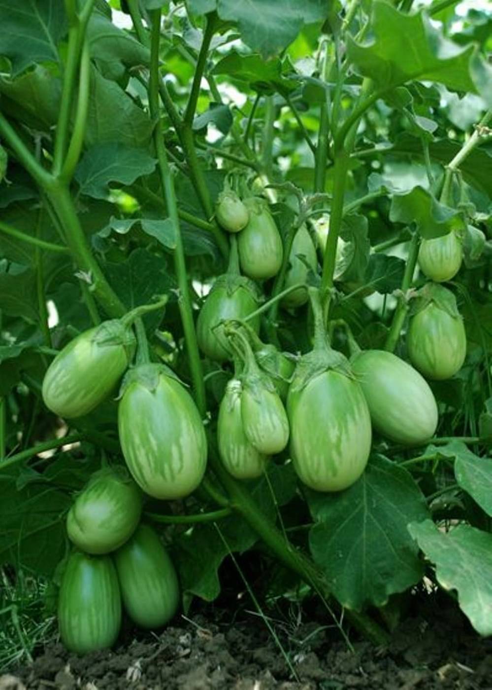 F1 Hybrid Green Round Brinjal Vegetable Seeds | Pack of 50 Seeds F1 Hybrid Green Round Brinjal Vegetable Seeds | Pack of 50 Seeds