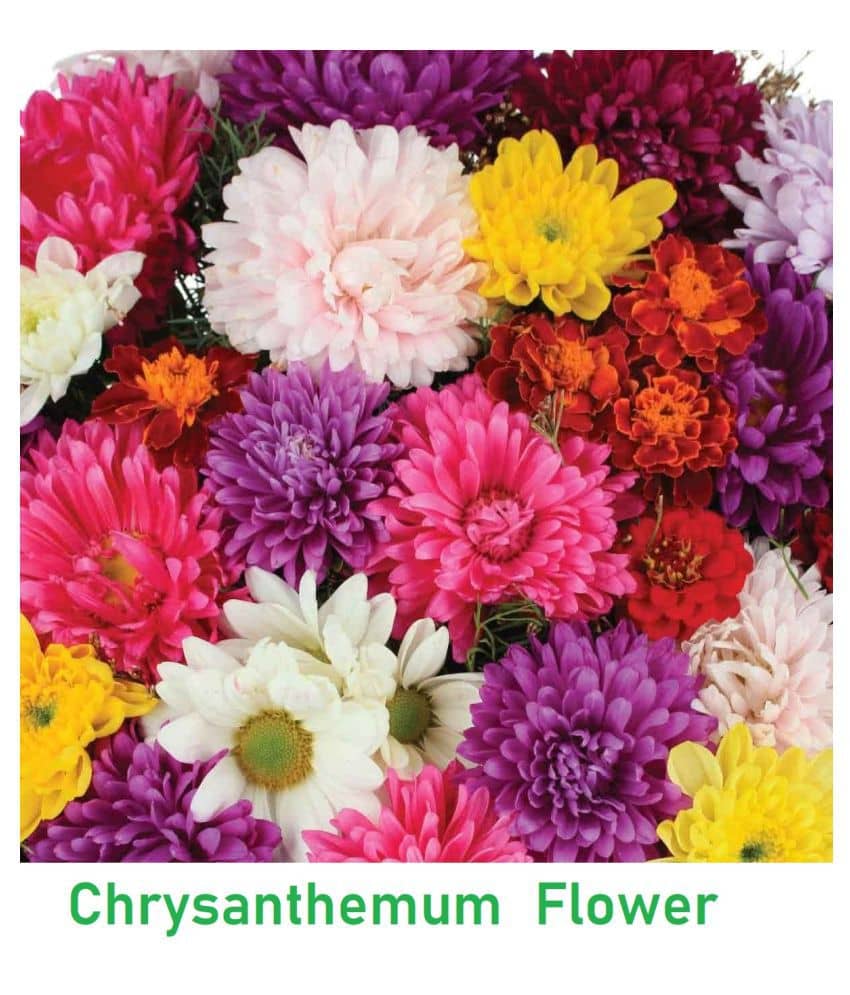 Chrysanthemum Flower Mix Colour Seeds Hybrid Seeds ( Pack of 20 )