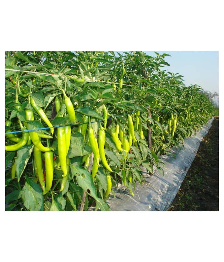 F1 HYBRID CHILLI HOT PEPPER - 50 seeds
