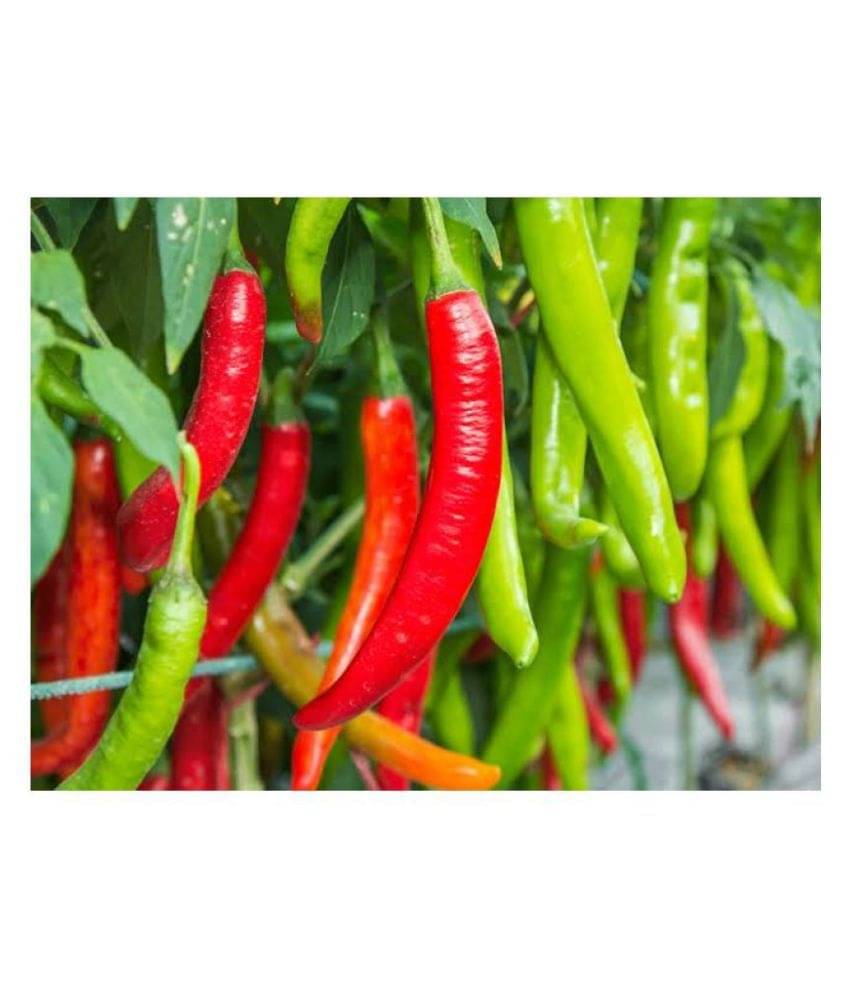     			Sadabahar Chilli/Mirch Seeds - Pack of 50