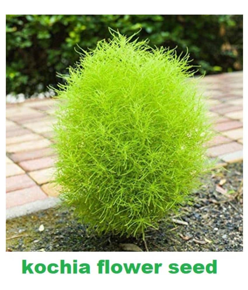 Kochia Green Grass Ball Flower Hybrid (20 -Seeds ) For Home Gardening Planting