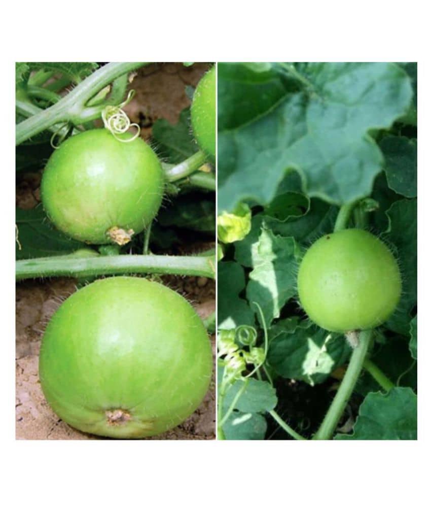 Tinda Organic Vegetable Seeds- 40 Seeds
