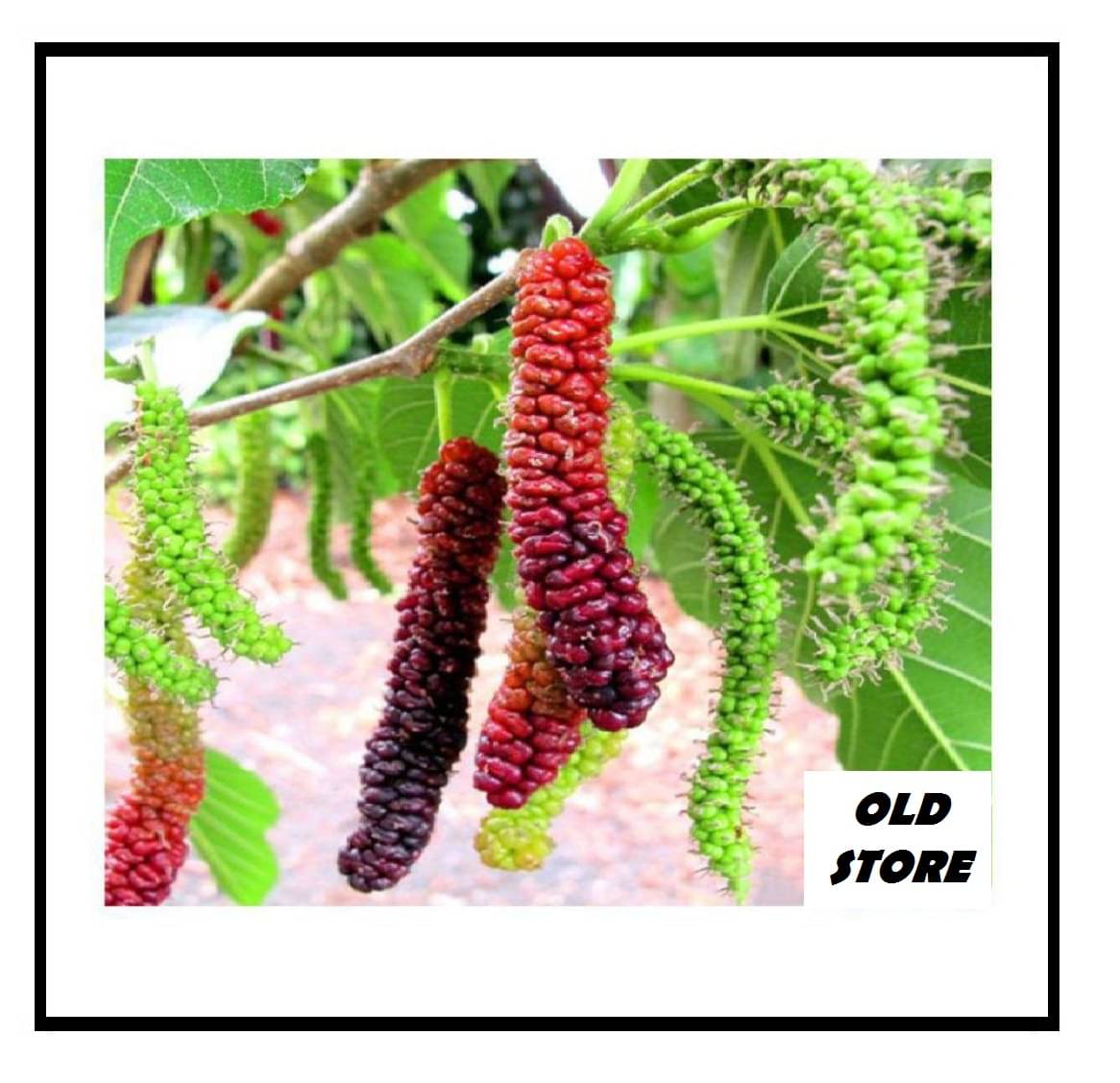 OLD STORE LONG MULBERRY 100 SEEDS FOR YOUR GARDEN WIH COCOPEAT AND MANUAL OLD STORE LONG MULBERRY 100 SEEDS FOR YOUR GARDEN WIH COCOPEAT AND MANUAL
