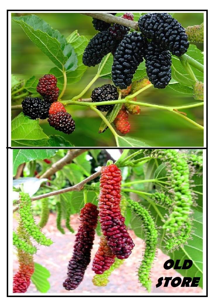 OLD STORE LONG MULBERRY AND SAHTOOT 50-50 SEEDS FOR GARDENING PURPOSE WITH 100 GM COCOPEAT AND USER MANAUL OLD STORE LONG MULBERRY AND SAHTOOT 50-50 SEEDS FOR GARDENING PURPOSE WITH 100 GM COCOPEAT AND USER MANAUL