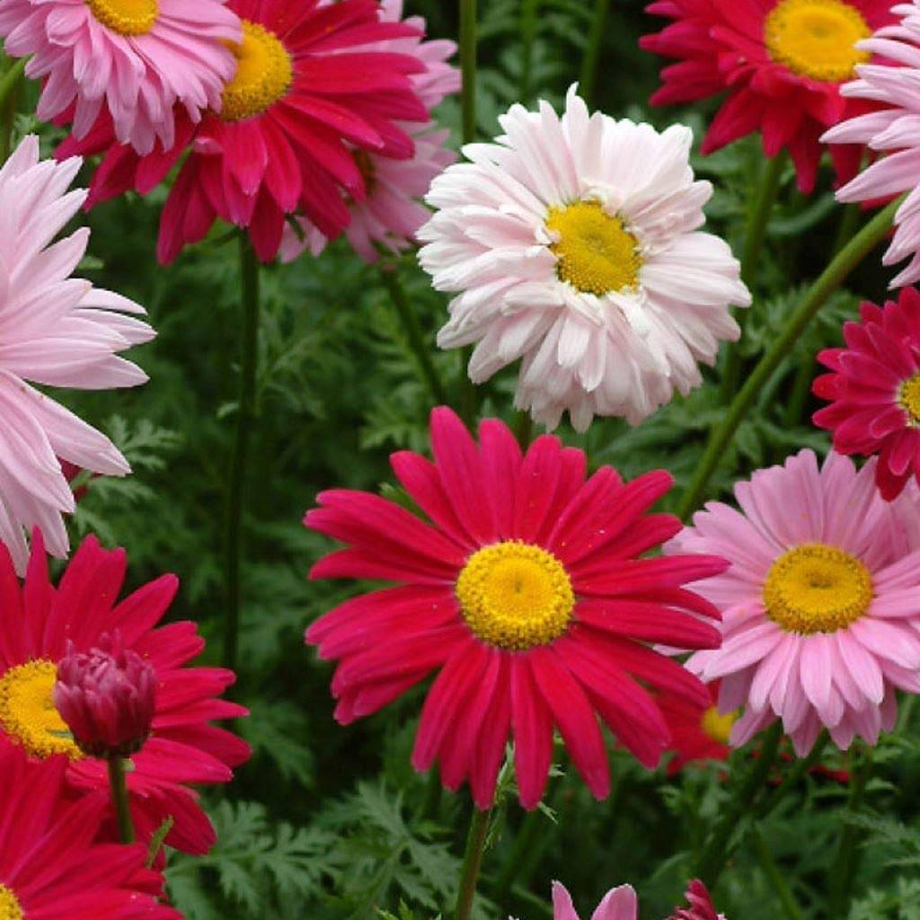     			chrysanthemum Flower Seed, Annual Mixed Multicolour, Pack of 50 Seeds. with growing cocopeat