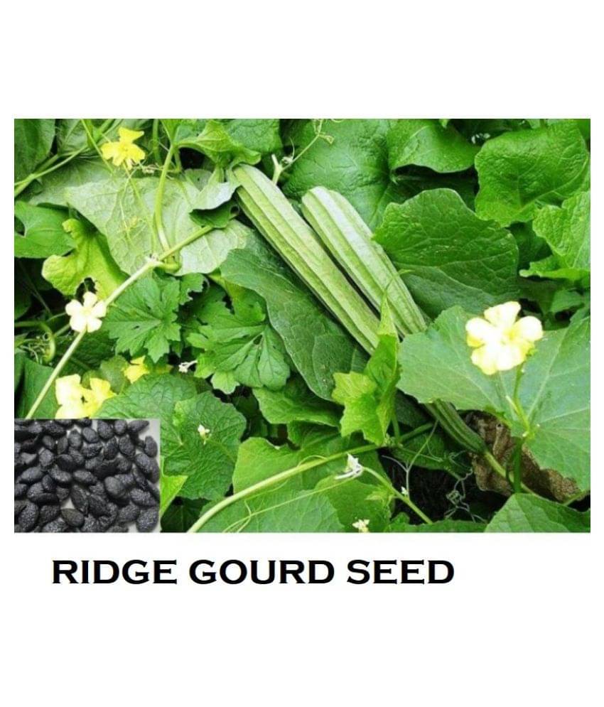     			F1 Hybride Ridge GOURD Seed (15 seeds)