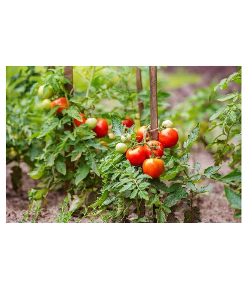     			homeagro Tomato Seed(50 per packet)
