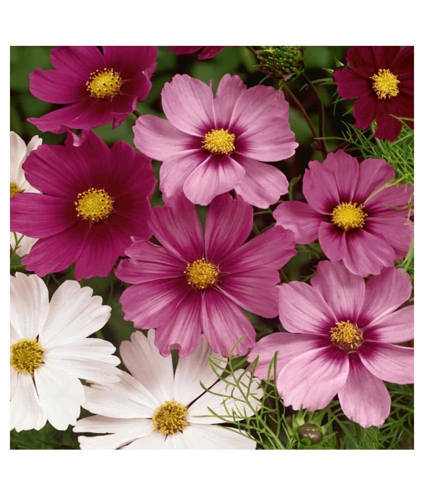 Cosmos Flower Best Mixed Plant Seeds For Home Garden | Pack of 20 Seeds