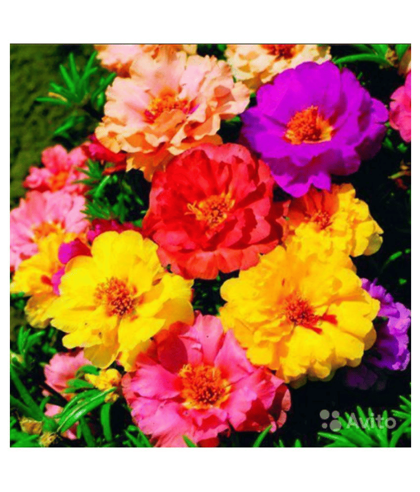 Portulaca mixed flower seeds( 50 seeds)