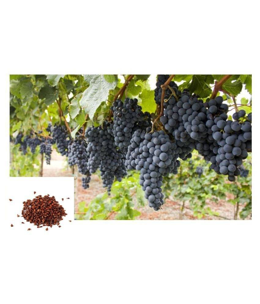 STOREFLIX Fruits Black Grape Seeds Fruit Plant Seeds For Home Garden Kitchen Garden Fruit - 20 seed STOREFLIX Fruits Black Grape Seeds Fruit Plant Seeds For Home Garden Kitchen Garden Fruit - 20 seed