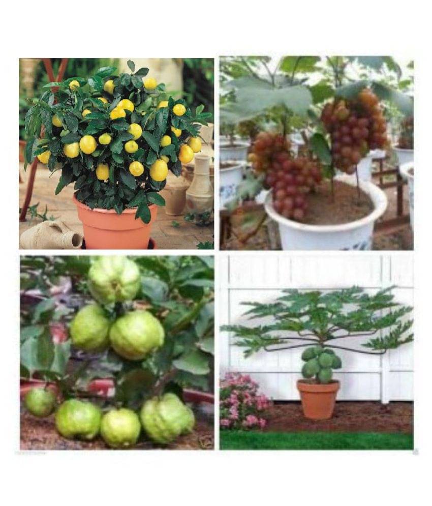 STOREFLIX fruit seeds combo (lemon,grapes,papaya,guava) with instruction manual STOREFLIX fruit seeds combo (lemon,grapes,papaya,guava) with instruction manual